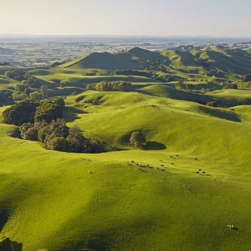 mbs advisors accountants waikato bg